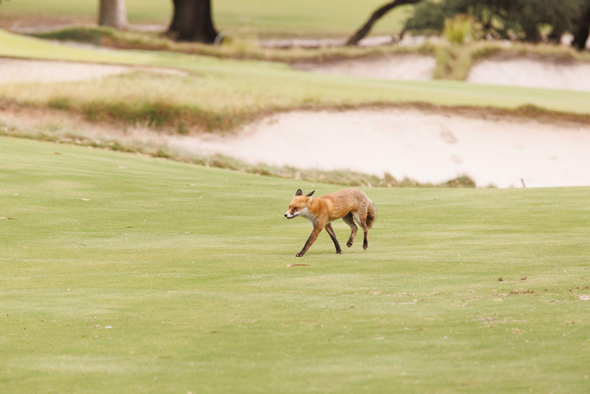 Yog Golf 26 848