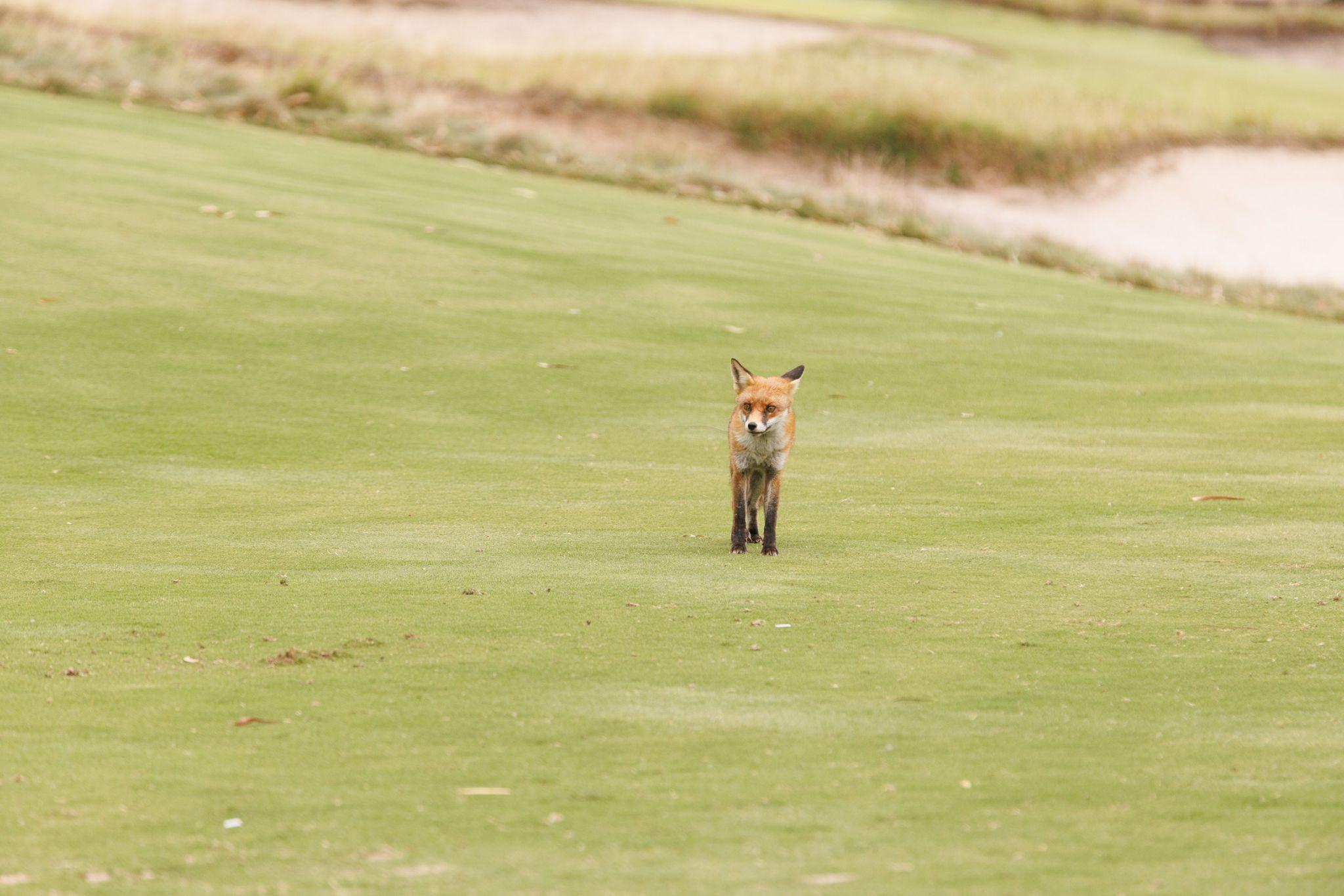 Yog Golf 26 849