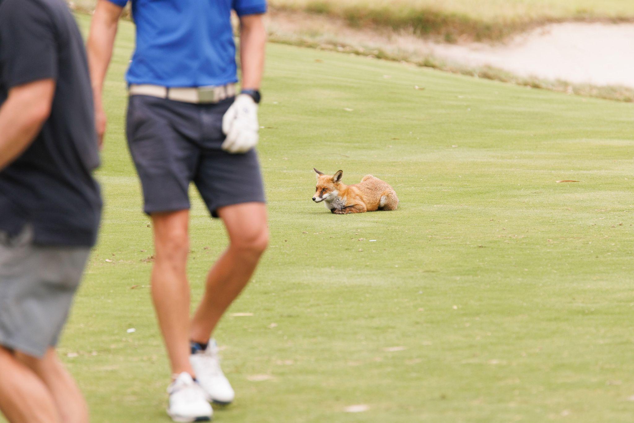 Yog Golf 26 859
