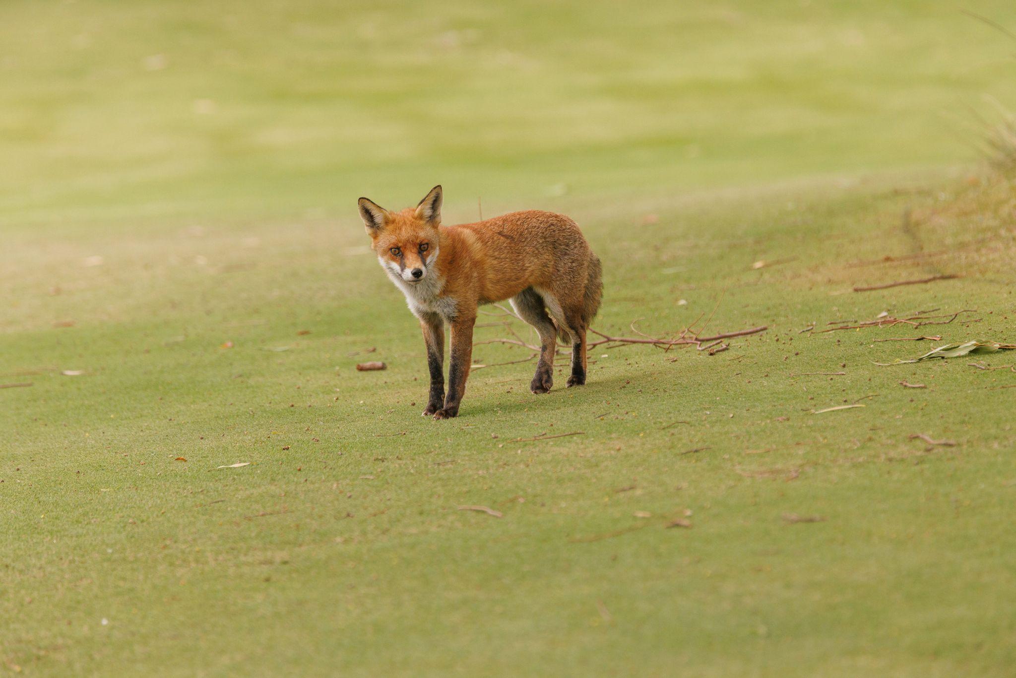 Yog Golf 26 914